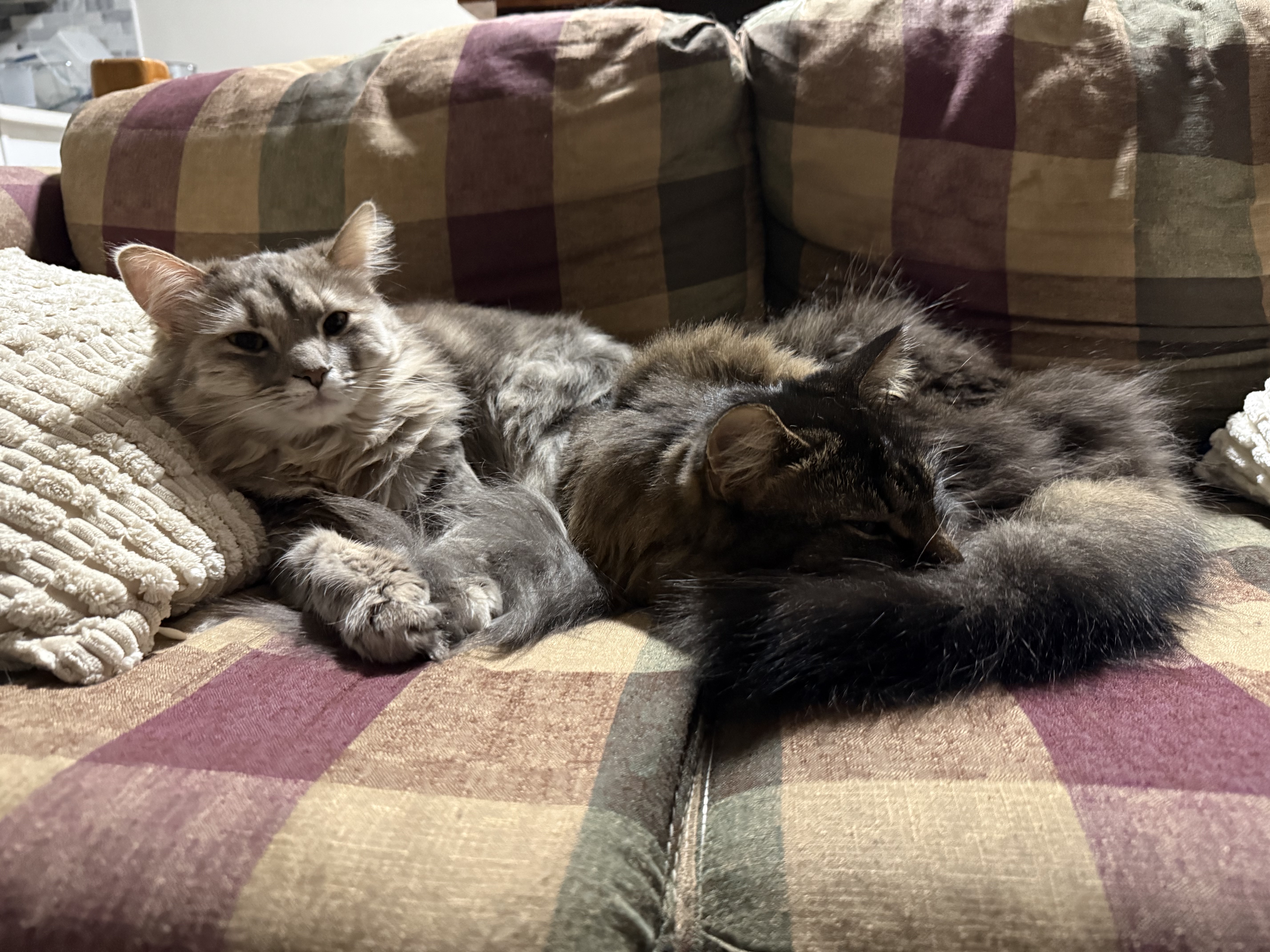 My cats curled up on the couch